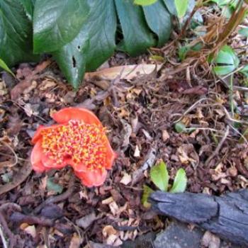 <b>Haemanthus coccineus -Paint brush Lily -endemic to South Africa, Namibia, Lesotho</b>