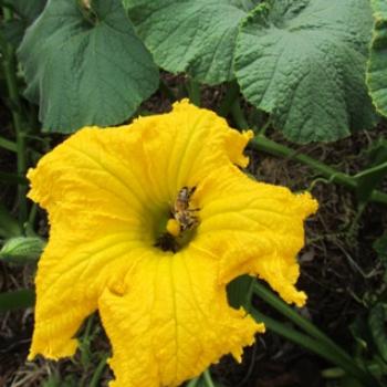 <b>Pumpkin pollination</b>