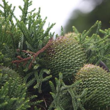 <b>4083 Araucaria cunninghamii, Hoop pine, Araucariaceae, fruit, propert near Gloucester, 28th Dec'12, Kate/Sydney</b>