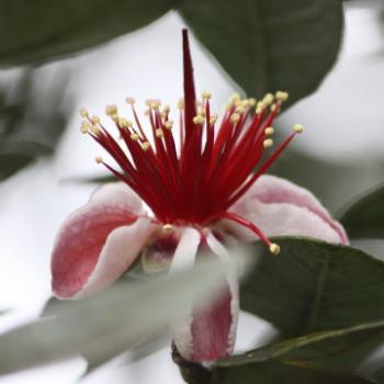 <b>4003 Feijoa, Strawberry Guava, Psidium sp, Myrtaceae, property near Gloucester, 28th Dec'10, Kate/Sydney</b>