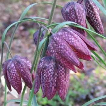 <b>Fritillaria meleagris- Snake's head lily. Sacky/Tasmania</b>