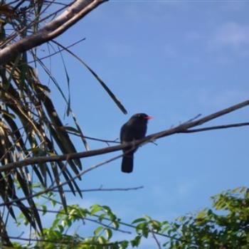 <b>Black-fronted Nunbird (Monasa nigrifrons), Rio Negro, Brazil</b>