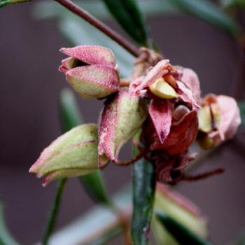 <b>183_3966 Boronia sp Rutaceae, Ln Co, NPk, Sydney, 13th Oct'09, Kate/Sydney</b>