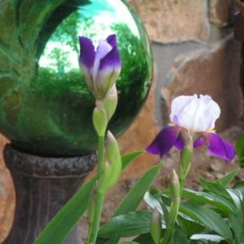 <b>Iris & gazing ball 07-31-13 / Sue OK</b>