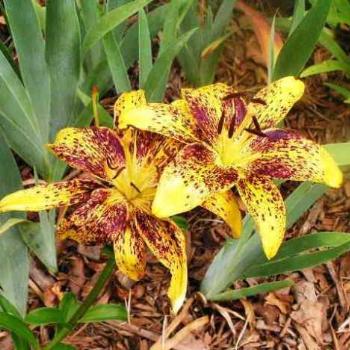 <b>Yellow Tango Lily 08-20-13 / Sue OK</b>
