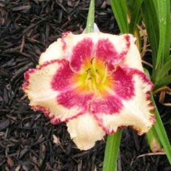 <b>Daylily Bullfrog Kisses 07-31-13 / Sue OK</b>