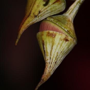 <b>5652 Eucalyptus macrocarpa, Mottlecah, Myrtaceae, 13th May'11, Kate/Sydney</b>