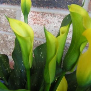 <b>Yellow Calla Lily 08-20-13 / Sue OK</b>