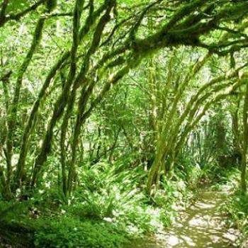 <b>Temperate rainforest near Seattle's Tiger Mtn</b>