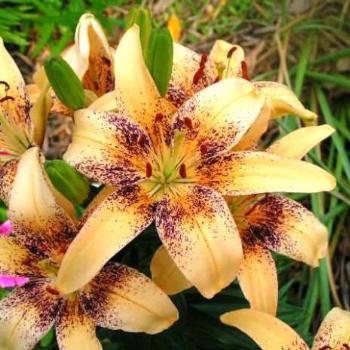 <b>Tango 4 You Lily / Sue OK</b>