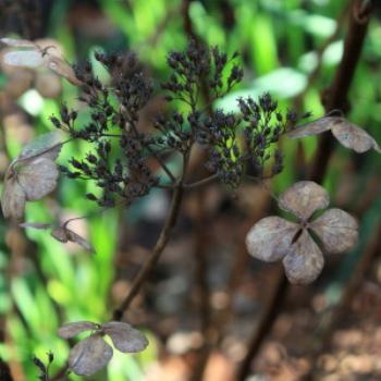 <b>9199 remains of the hydrangeas, Sefton Cottage, Mt Wilson, Blue Mountains, NSW, 1st Aug'10, Kate/Sydney</b>
