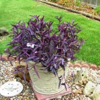 <b>Purple Queen 08-20-13 /Sue OK</b>