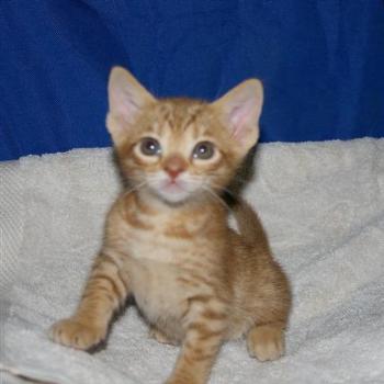 <b>Ocicat kitten at 33 days old</b>