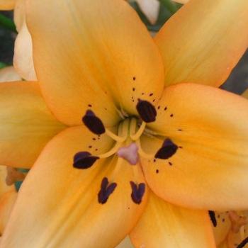 <b>Center of an Orange Lily08-20-13 /Sue OK</b>