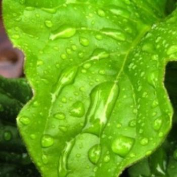 <b>Rain on leaf  07-31-13 / Sue OK</b>