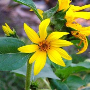 <b>Sunflower Swirl 08-20-13 /Sue OK</b>