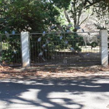 <b>9278 fancy gates, Mt Wilson, Blue Mountains, NSW, 1st Aug'10, Kate/Sydney</b>