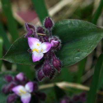 <b>3195 Setcreasea pallida, Purple Heart, Commelinaceae, Hawkesbury R, 18th Nov'10, Kate/Sydney</b>