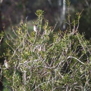 <b>Sparrows on the callistomen - Sacky </b>