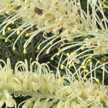 <b>Creamy grevillea, Summer 2013</b>
