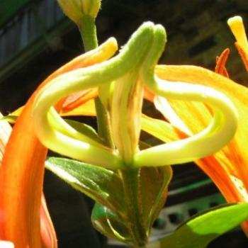 <b>Lily Deformed 07-31-13 / Sue OK</b>