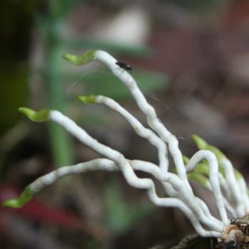 <b>3179 orchid shoots & insect, Hawkesbury R, 18th Nov'10, Kate/Sydney</b>