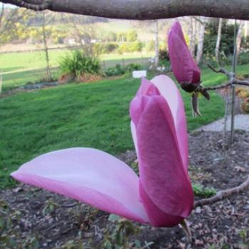 <b>Magnolia 'Star Wars' - Sacky, Tasmania</b>