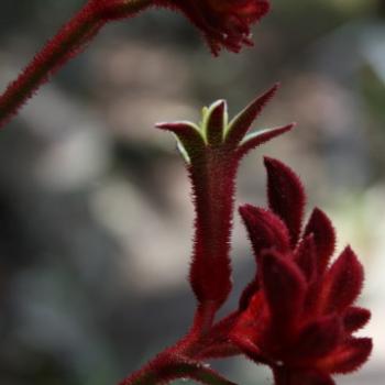 <b>185_518 Kangaroo Paw, Anigozanthos flavidus, Haemodoraceae, Hawkesbury R, 9th Oct'11, Kate/Sydney</b>