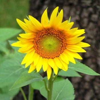 <b>Sunflower 07-31-13 / Sue OK</b>