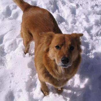 <b>Maggie in the snow</b>