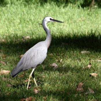 <b>183_3825 White-faced Heron, Egretta novaehollandiae, Ardeidae, Ciconiiformes, Ln Co, NPk, Sydney, 13th Oct'09, Kate/Sydney</b>