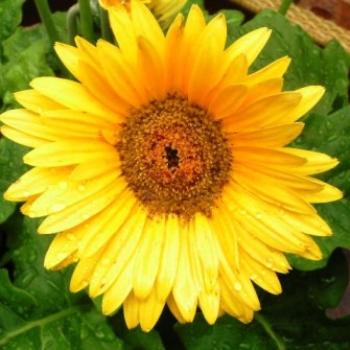 <b>Yellow Gerber Daisy 07-31-13 / Sue OK</b>