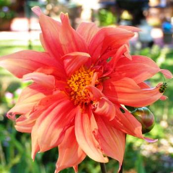 <b>Dahala Peach 07-31-13 / Sue OK</b>