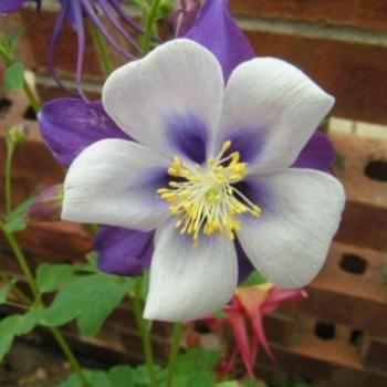 <b>Blue & White Columbine /Sue OK</b>