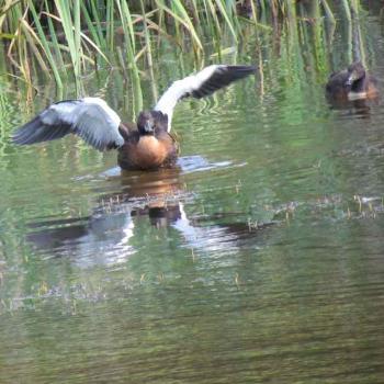 <b>Shelduck duckling stretching its wings </b>