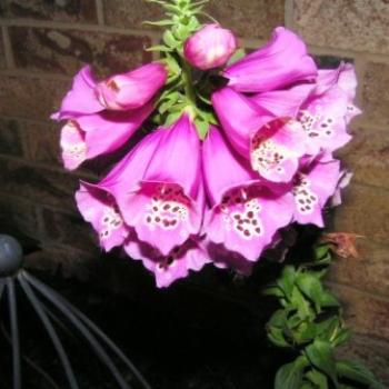 <b>Foxglove 07-31-13 / Sue OK</b>