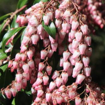<b>9281 Pieris japonica, Lily of the Valley shrub, Ericaceae, Mt Wilson, Blue Mountains, NSW, 1st Aug'10, Kate/Sydney</b>