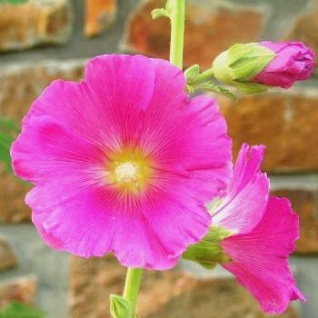 <b>Hollyhock /Sue OK</b>