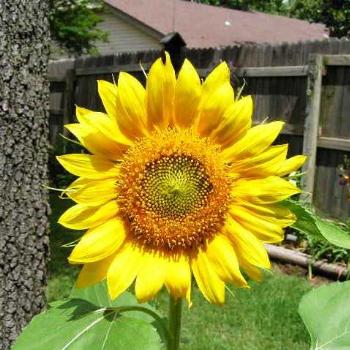 <b>Sunflower  08-20-13 /Sue OK</b>