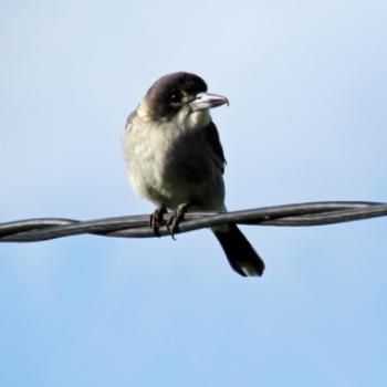 <b>Grey Butcherbird - named for hanging its prey in a tree fork, Tasmania</b>