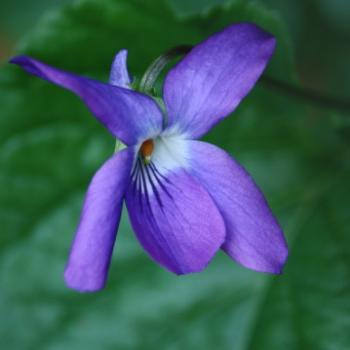 <b>185_6453 Violet, Viola odorata, Violaceae, Sydney, 17th July'11, Kate/Sydney</b>