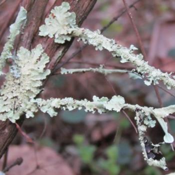 <b>Lichen - Sacky</b>