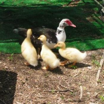 <b>Momma duck with babies 08-20-13 /Sue OK</b>