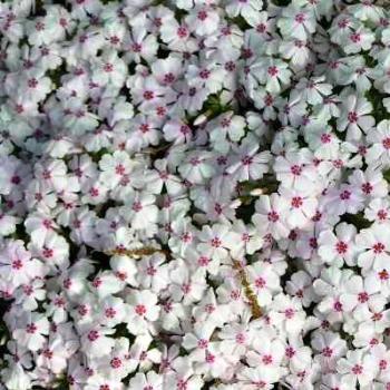 <b>Phlox White  07-31-13 / Sue OK</b>