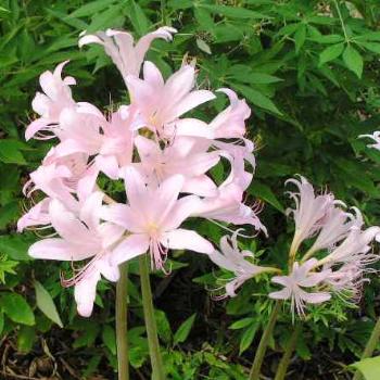 <b>Naked Lady Lily 07-31-13 / Sue OK</b>