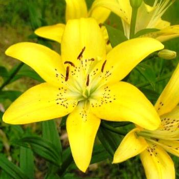 <b>Yellow Lilies 08-20-13 / Sue OK</b>