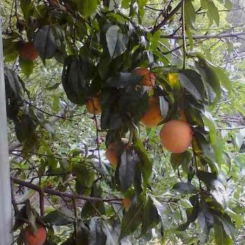 <b>Peached on my volunteer tree</b>