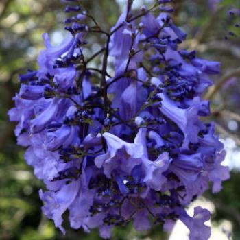 <b>185_7892 Jacaranda flowers, Jacaranda Mimosifolia, Bignoniaceae, my Sydney garden, 14th Nov'11, Kate/Sydney</b>