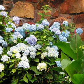 <b>Light Blue Hydrangia 08-20-13 /Sue OK</b>