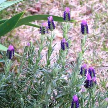 <b>Spanish Lavender 07-31-13 / Sue OK</b>